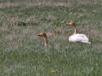 2016-05-18 15h22m27 - Wilde Zwaan - Aat Bender